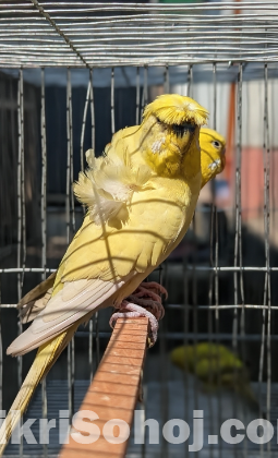 Jp Yellow Df Male Full Adult